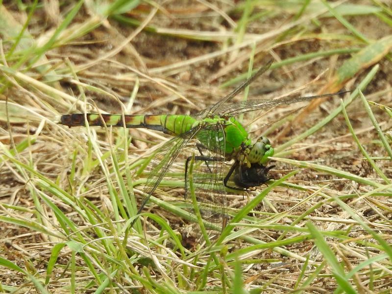Photo of Eastern Pondhawk