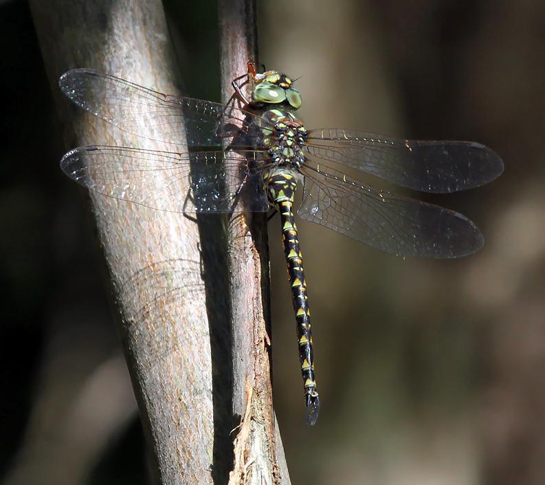 Photo of Harlequin Darner