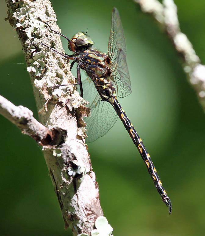 Photo of Harlequin Darner
