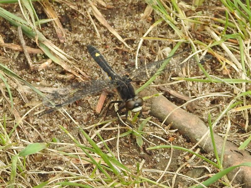 Photo of Dot-tailed Whiteface