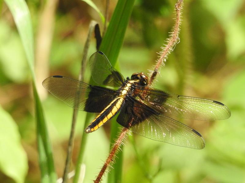 Photo of Widow Skimmer