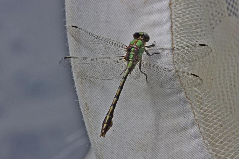 Photo of Sioux Snaketail