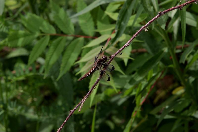 Photo of Common Whitetail