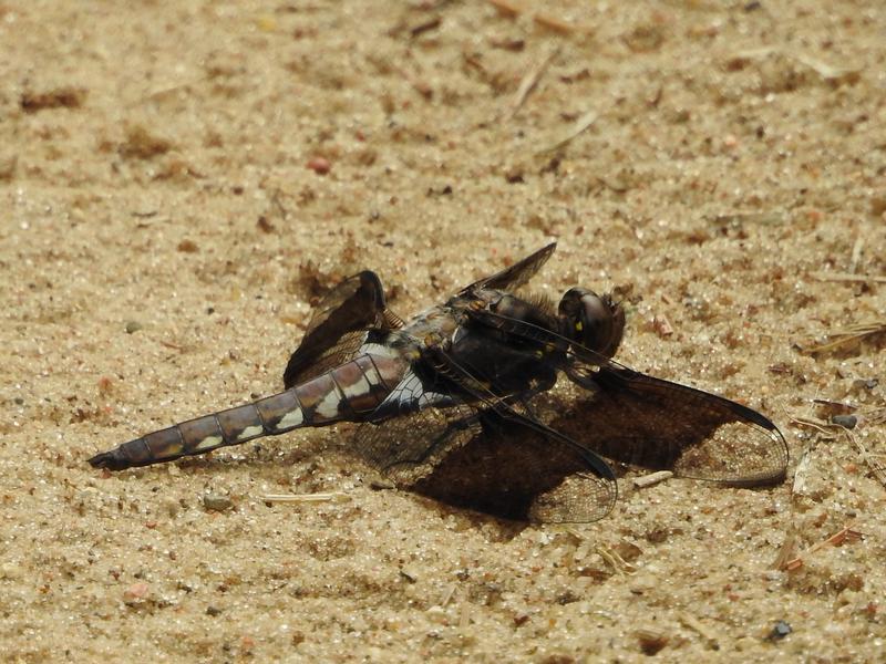 Photo of Common Whitetail