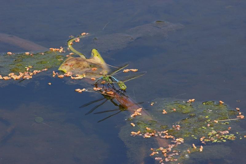 Photo of Common Green Darner