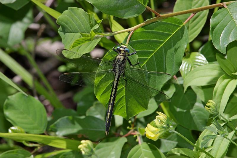 Photo of Horned Clubtail