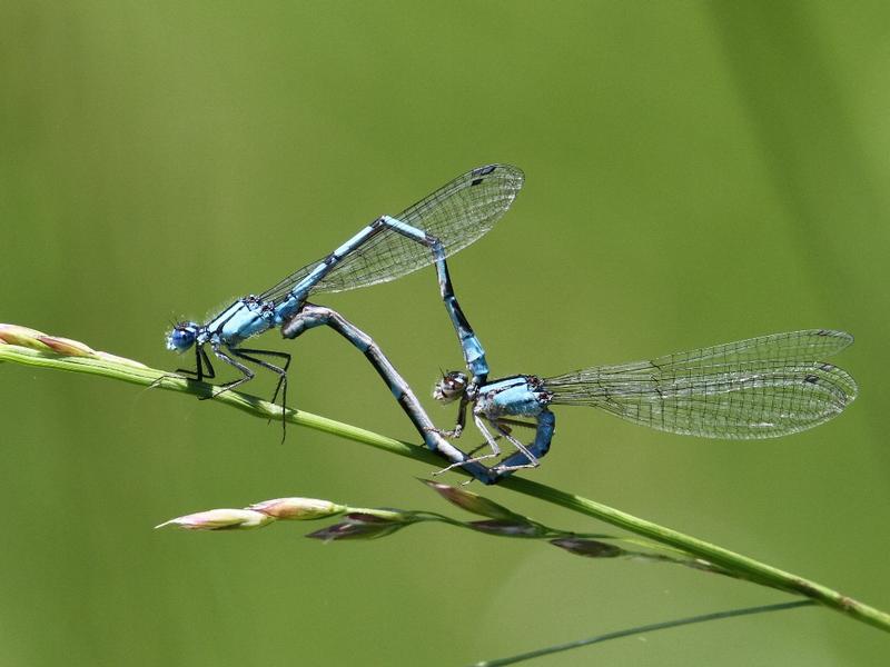 Photo of Boreal Bluet