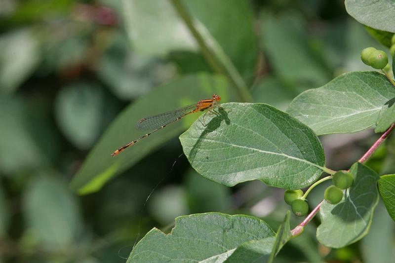 Photo of Orange Bluet