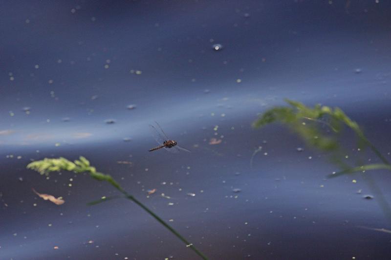 Photo of Common Baskettail