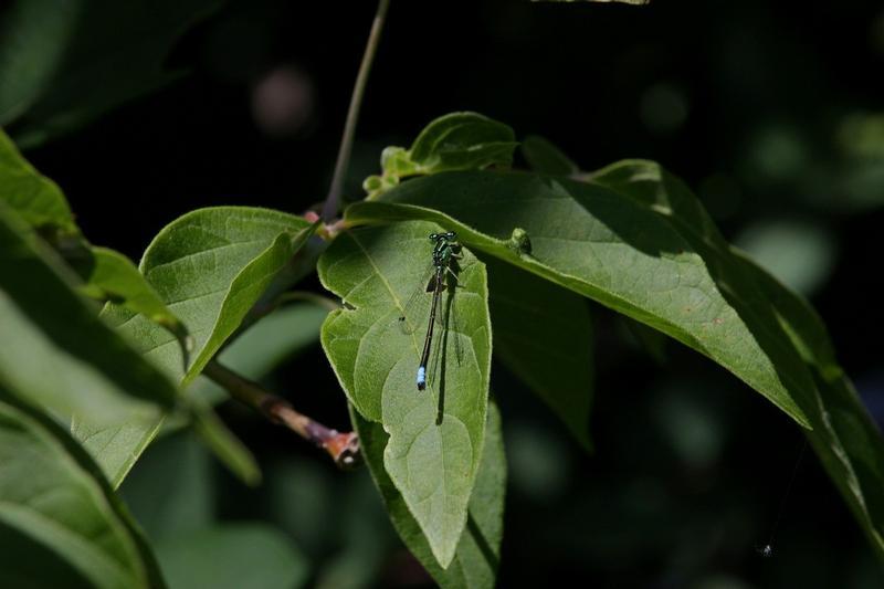 Photo of Eastern Forktail