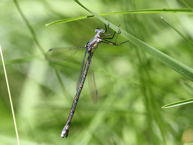 Photo of Amber-winged Spreadwing