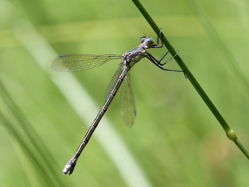 Photo of Amber-winged Spreadwing