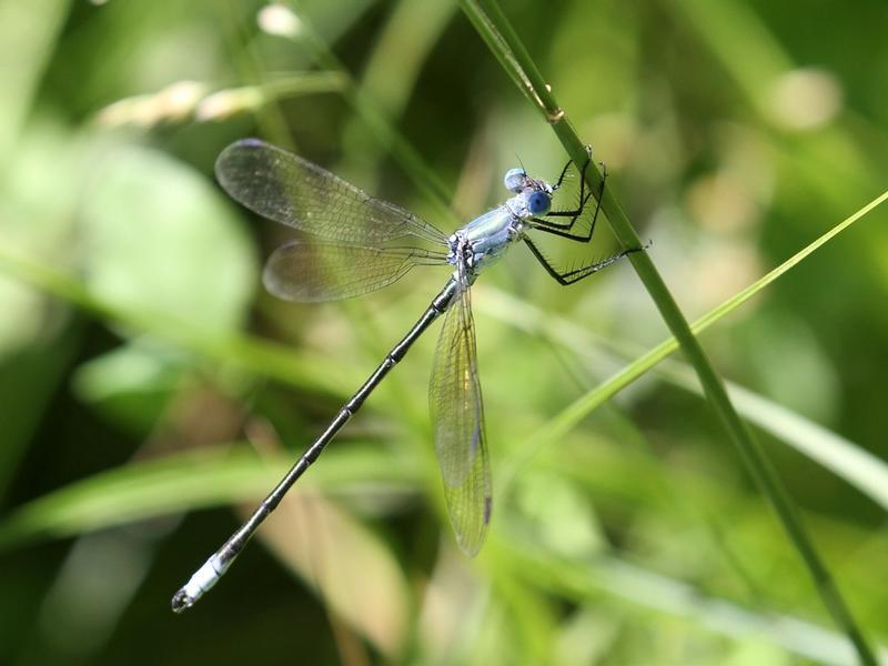 Photo of Amber-winged Spreadwing