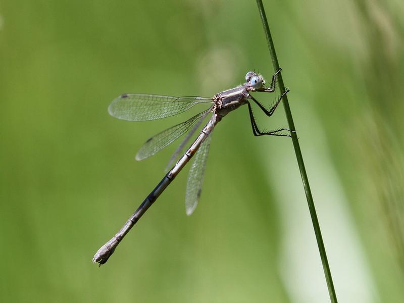 Photo of Southern Spreadwing