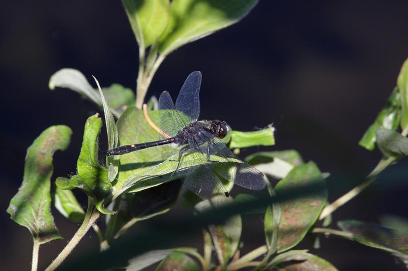 Photo of Dot-tailed Whiteface