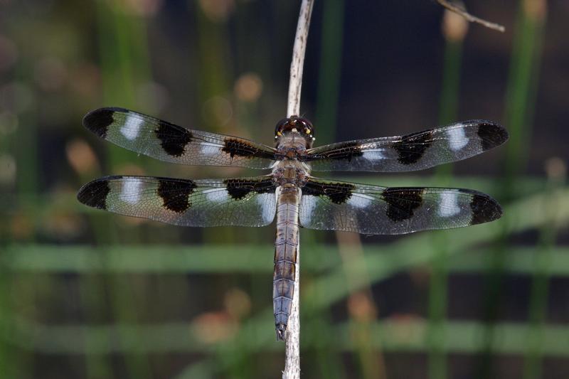 Photo of Twelve-spotted Skimmer