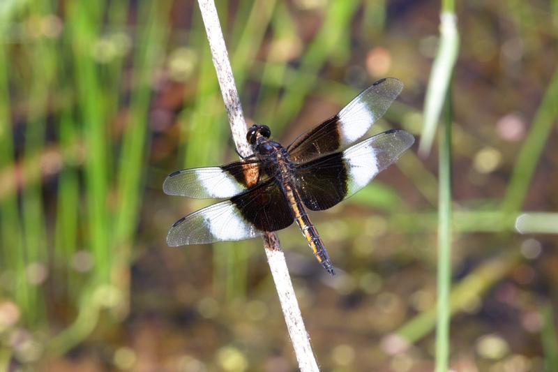 Photo of Widow Skimmer