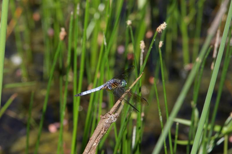 Photo of Blue Dasher