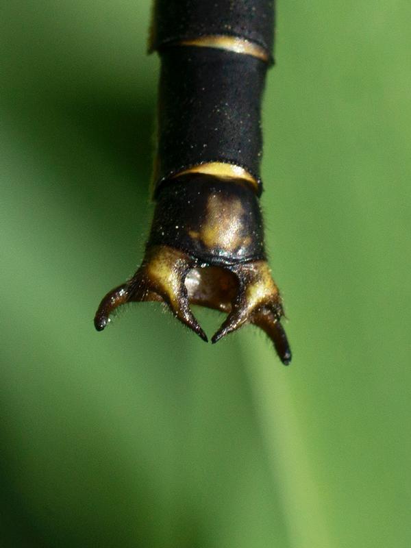 Photo of Horned Clubtail