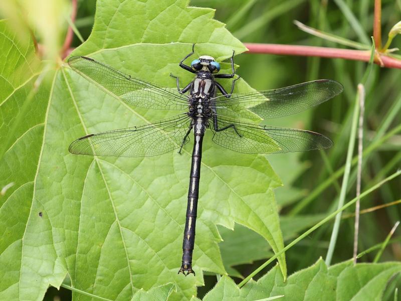 Photo of Horned Clubtail