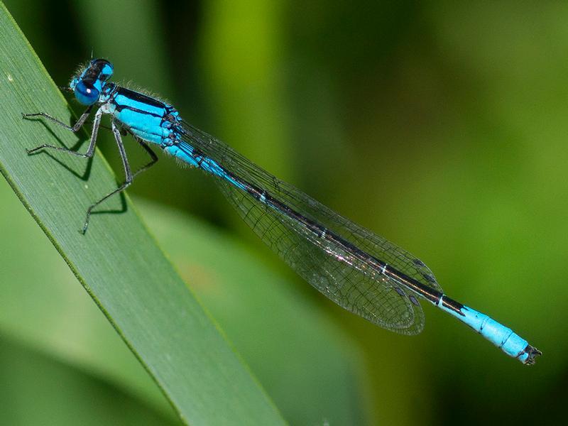 Photo of Azure Bluet