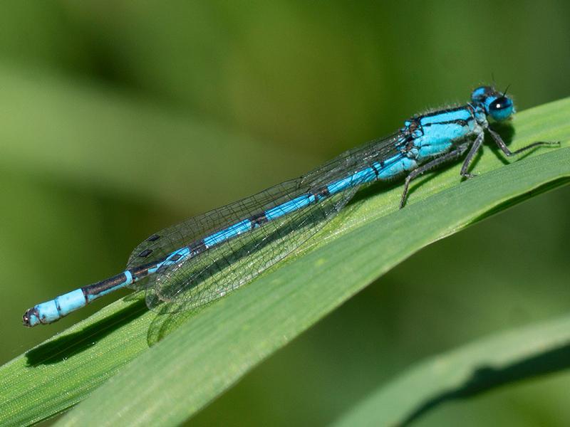 Photo of Boreal Bluet