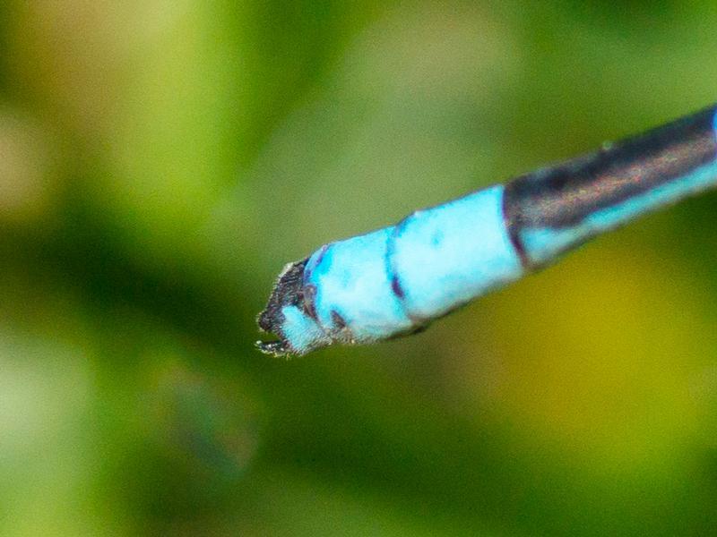 Photo of Boreal Bluet