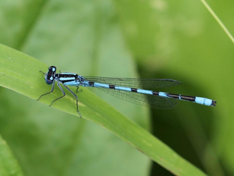 Photo of Marsh Bluet