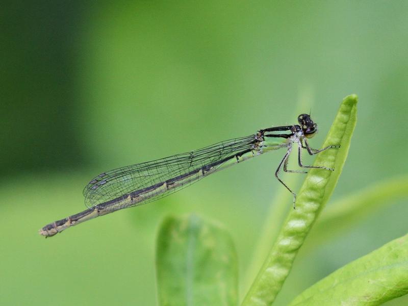 Photo of Marsh Bluet