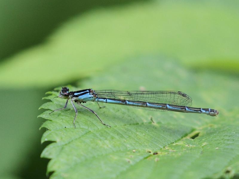 Photo of Marsh Bluet