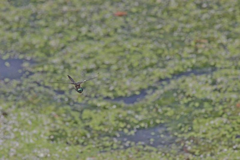 Photo of Common Baskettail