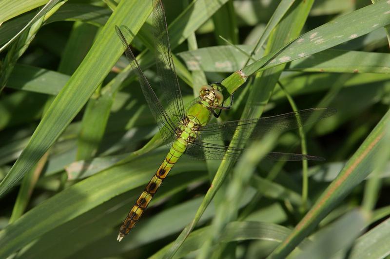 Photo of Eastern Pondhawk