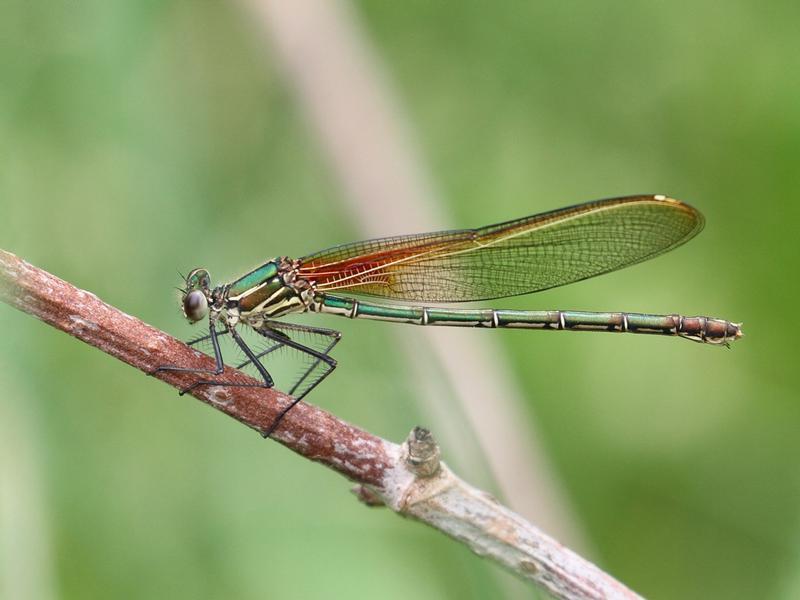 Photo of American Rubyspot