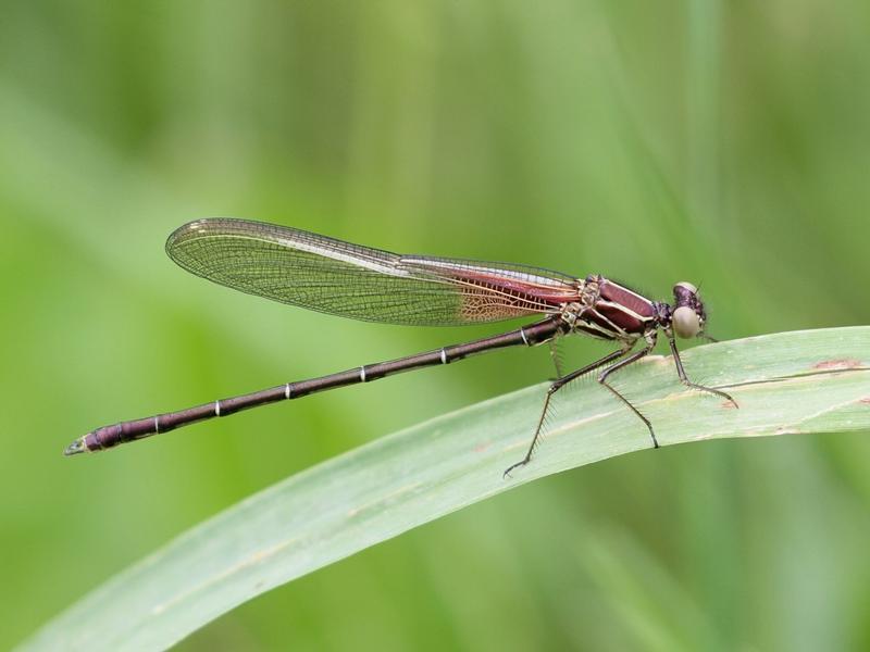 Photo of American Rubyspot