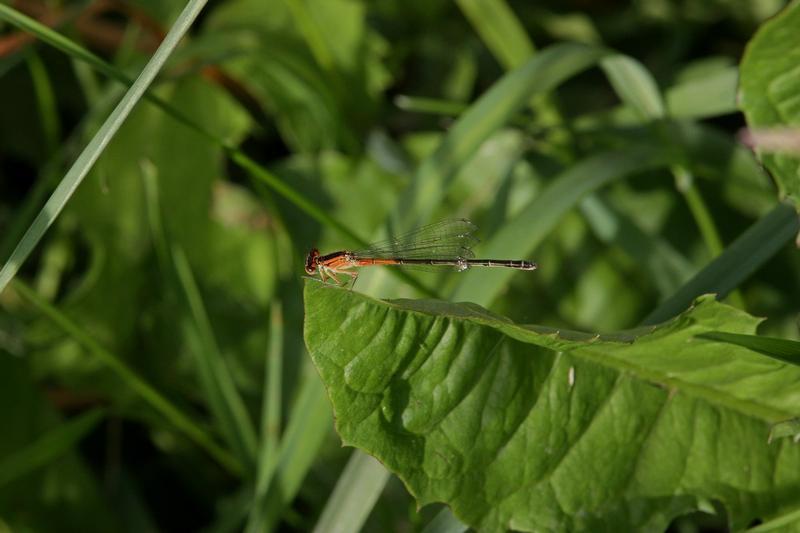 Photo of Eastern Forktail