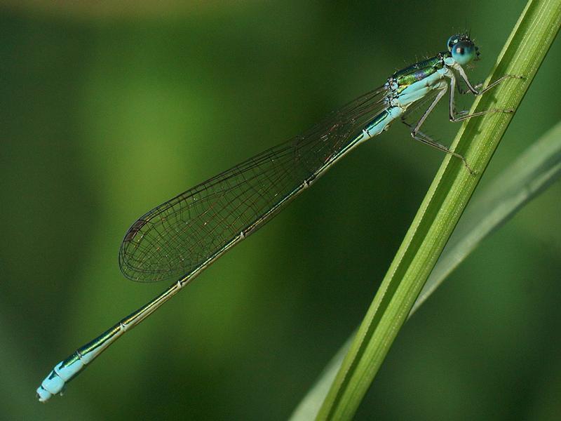 Photo of Sedge Sprite