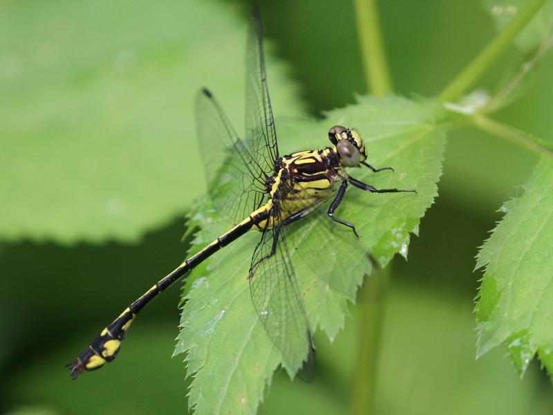 Photo of Riverine Clubtail