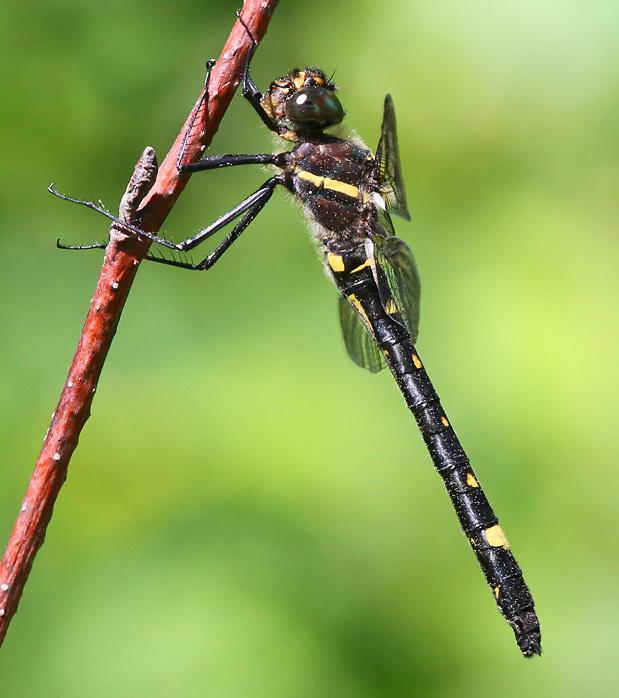 Photo of Swift River Cruiser (Illinois River Cruiser ssp.)