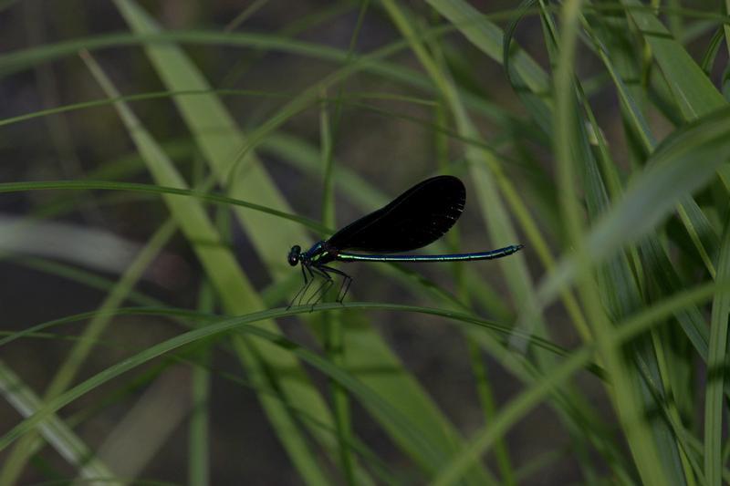 Photo of Ebony Jewelwing