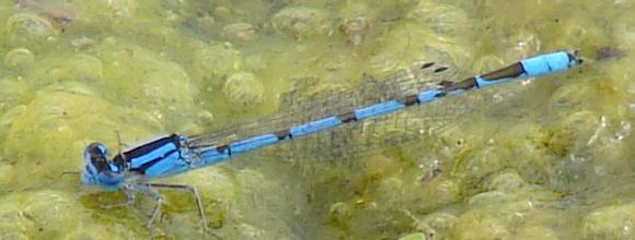 Photo of Familiar Bluet