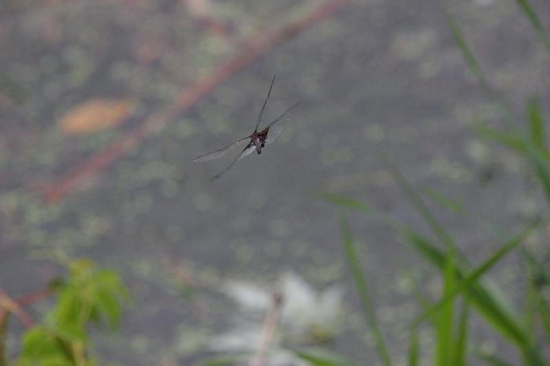 Photo of Common Baskettail