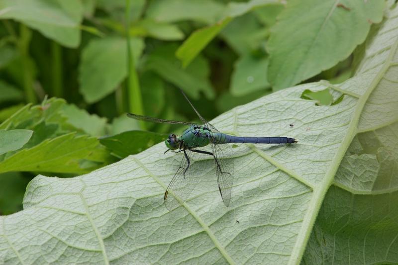 Photo of Eastern Pondhawk
