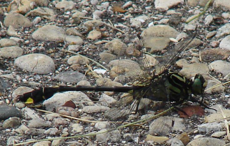 Photo of Cobra Clubtail