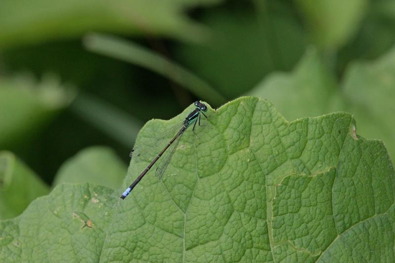 Photo of Eastern Forktail