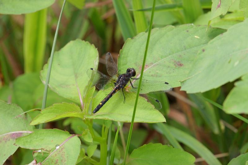 Photo of Dot-tailed Whiteface
