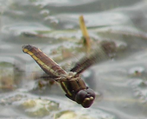 Photo of Twelve-spotted Skimmer