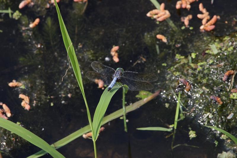 Photo of Blue Dasher