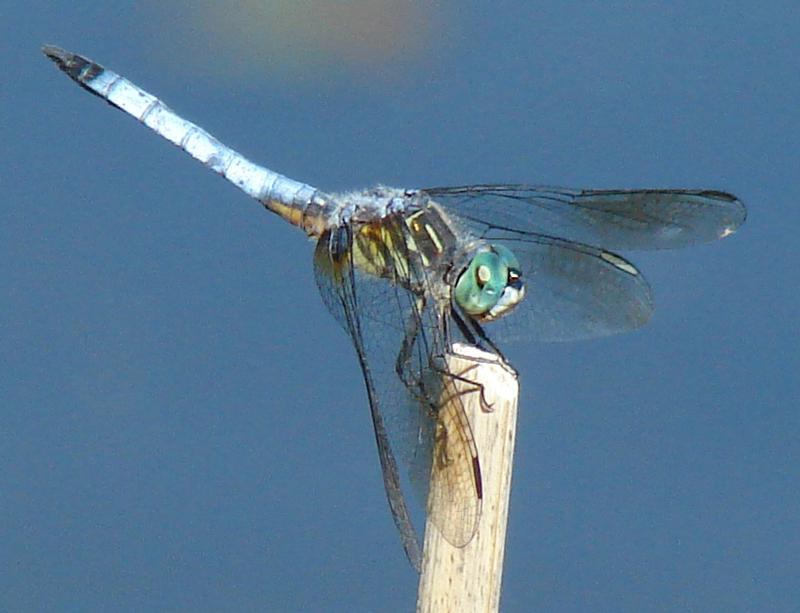 Photo of Blue Dasher