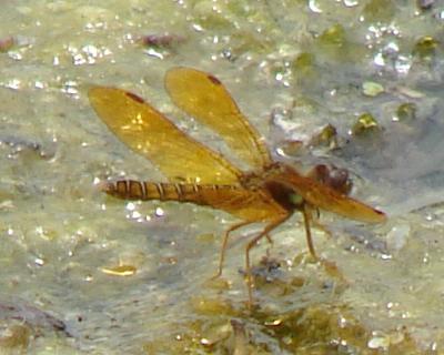 Photo of Eastern Amberwing