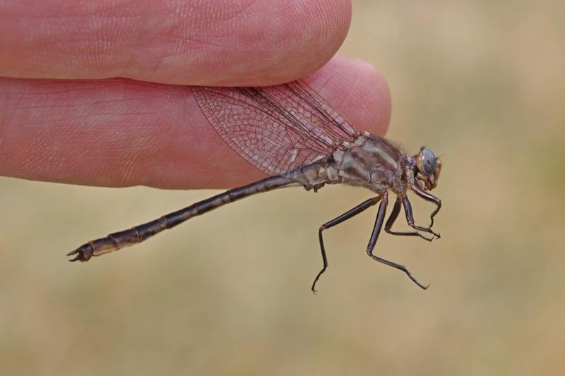 Photo of Dusky Clubtail